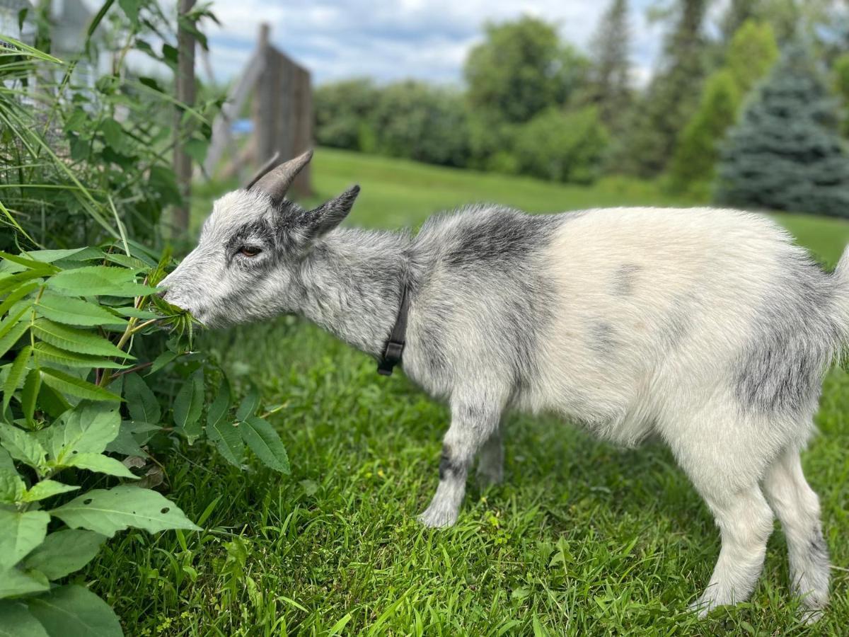 Gite - La Ruee Vers L'Orge Trois-Rivieres Bagian luar foto