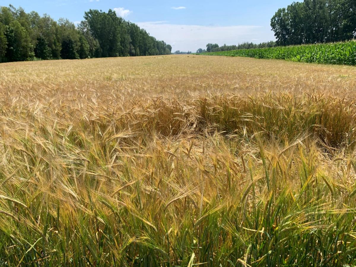 Gite - La Ruee Vers L'Orge Trois-Rivieres Bagian luar foto